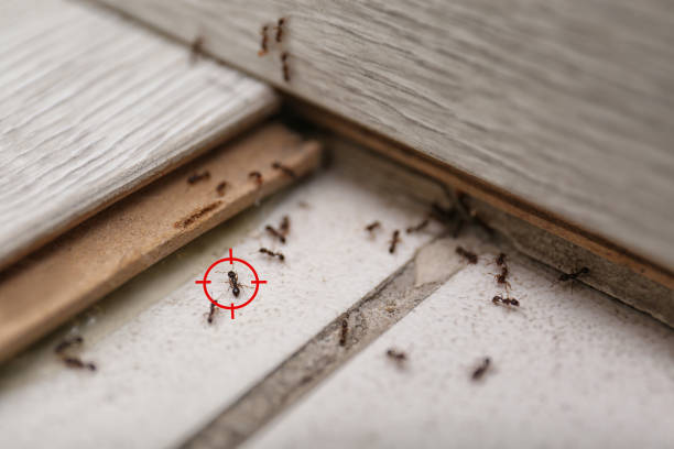 Best Wasp Removal Services  in Ken Caryl, CO